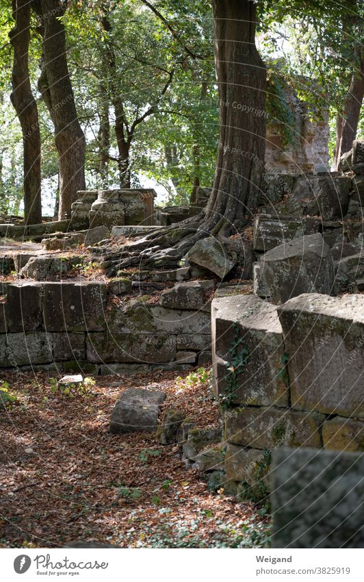 Baum auf alten Mauern Hildegard von Bingen Felsen Garten Wurzeln Kraft Ausdauer ruhen Ruhe Spiritualität Optimismus Kloster Stein Außenaufnahme