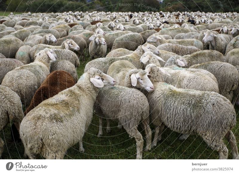 Schafherde im Sommer Schafe Herde Weide Bauernhof Tier Lamm Wolle Landschaft Natur Gruppe Vieh Landwirtschaft Säugetier ländliche Schafbaum starren grüne Hügel