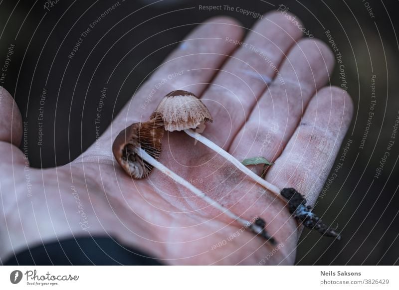 zwei braune Champignons in der Hand Herbst Hintergrund Verschlussdeckel Kappen Nahaufnahme gefährlich Wald frisch Pilze Finger Zauberei u. Magie Pflanze Saison