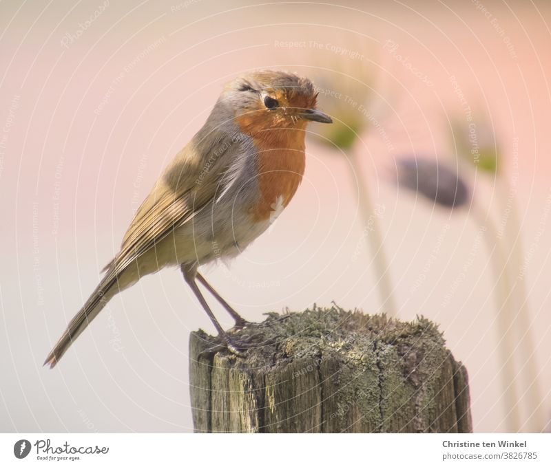 Rotkehlchen posiert auf einem alten Holzpflock Erithacus rubecula Wildtier 1 Tier klein Neugier Ganzkörperaufnahme Wildvogel Tierporträt Vogel orange Tag