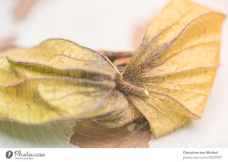 trockene Fruchthülle der Physalis peruviana, Kapstachelbeere, Andenbeere auf hellem Untergrund Hülle Strukturen & Formen Detailaufnahme Schwache Tiefenschärfe