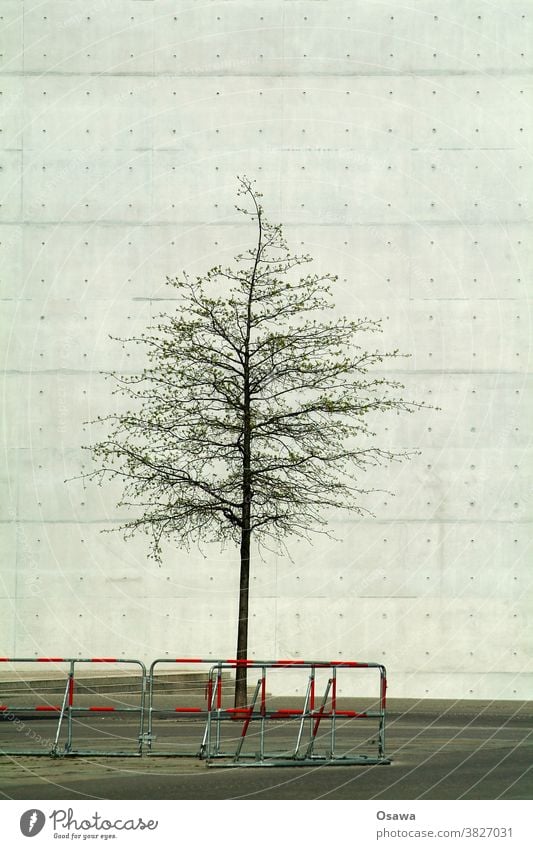 Stadtgrün mit Barriere Baum Wüste Baumstamm Baumkrone Mauer Wand Fassade Beton Sichtbeton Betonwüste grau Kontrast Zaun Absperrung Einfriedung Gebäude