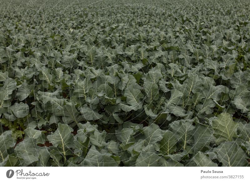 Feld der Kohlbrokkoli-Plantage Ackerbau Nutzpflanze landwirtschaftlich Kohlgewächse Kohlblätter Brokkoli Schonung Frische frisch Vegetarische Ernährung