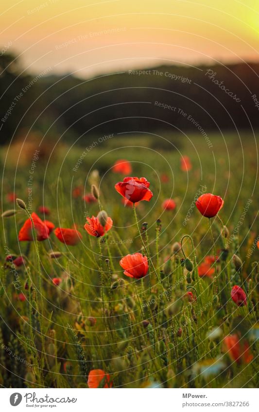 mohnfeld Mohnfeld rot Blüte Mohnblüte Feldrand Natur Pflanze Sommer Wiese Blume Wildpflanze Schwache Tiefenschärfe Außenaufnahme Klatschmohn