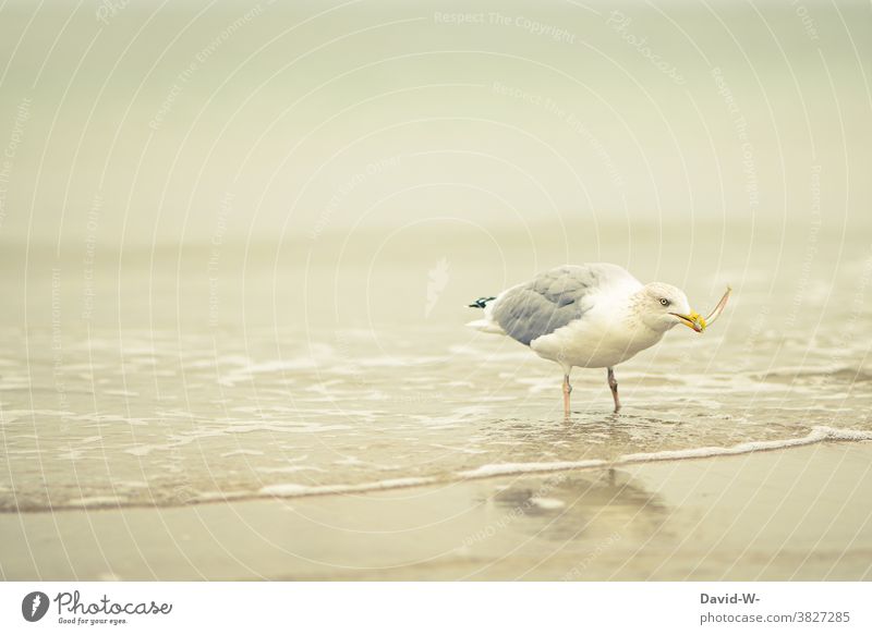 Möwe mit einem Fisch im Schnabel fressen Meer Nordsee Ostsee Strand fangen Küste Vogel Schnappschuss