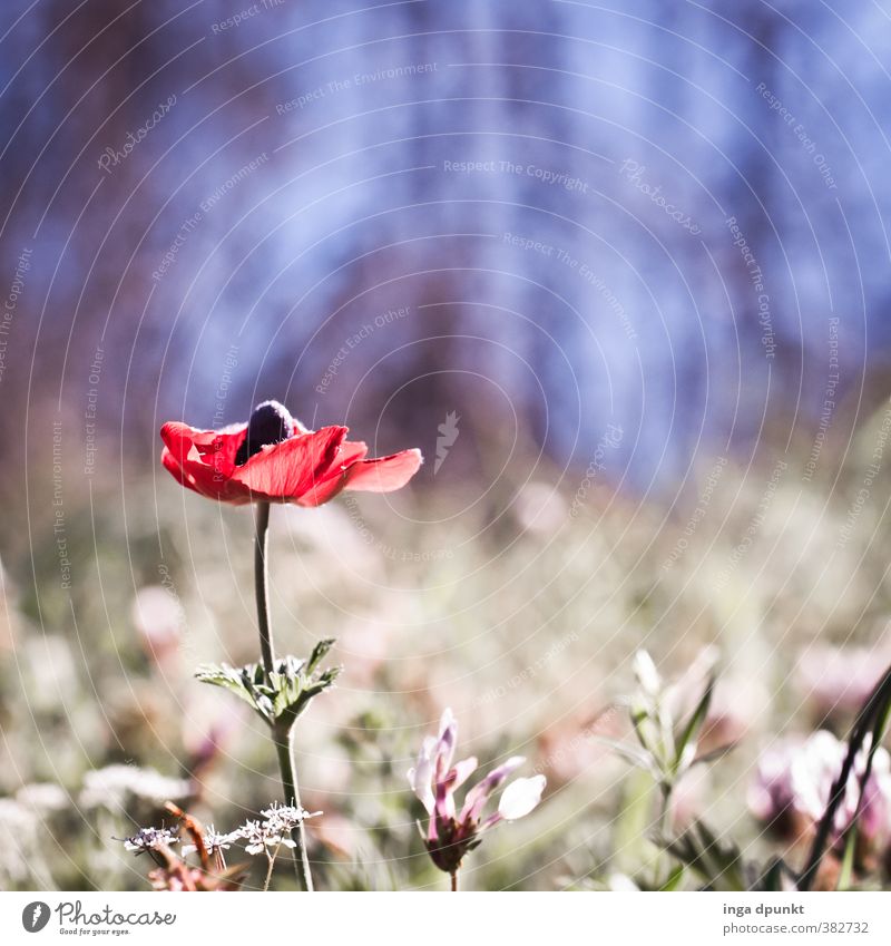 Anemone Umwelt Natur Landschaft Pflanze Frühling Blume Blüte Wildpflanze Anemonen Wald außergewöhnlich natürlich schön Stimmung Waldlichtung Romantik hell