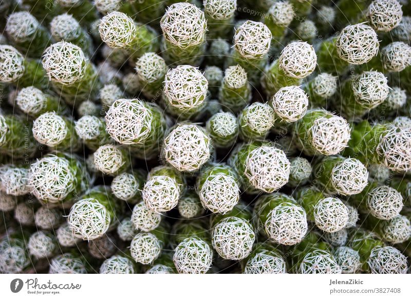 Natürlicher Kaktus-Hintergrund Natur Pflanze grün Wiederholung abstrakt Garten Naturalismus gelb-grün stechend Muster Unschärfe Detailaufnahme überlappend