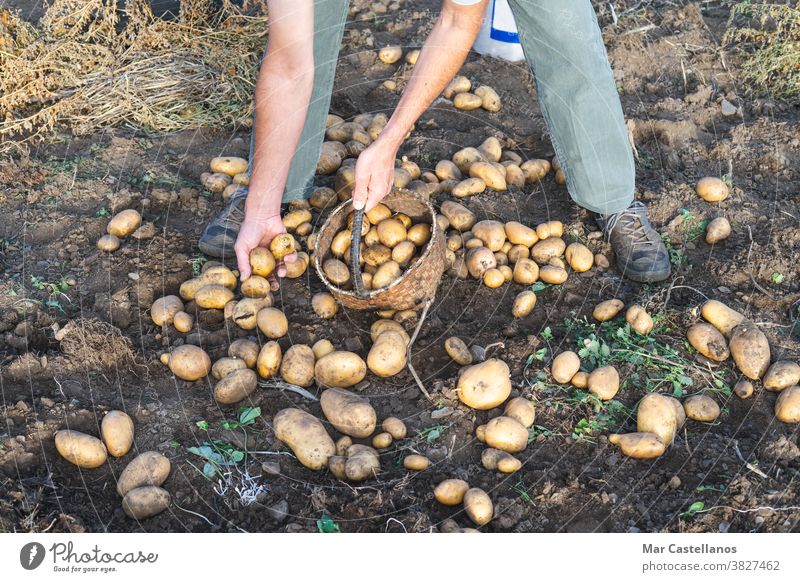 Kartoffeln frisch vom Boden. Mann beim Kartoffelsammeln. Landwirtschaft. Ackerbau Ernte abholen herausnehmen Korb ländlich Bauernhof Knolle Lebensmittel Zutaten