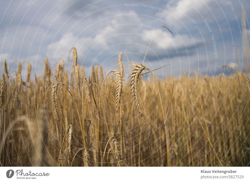 Getreidefeld mit wolkigen Himmel, große Ären im Vordergrund. Feld Wolken Gerste Roggen Weizen Hafer Sommer Landwirtschaft Ähren Natur Kornfeld Lebensmittel