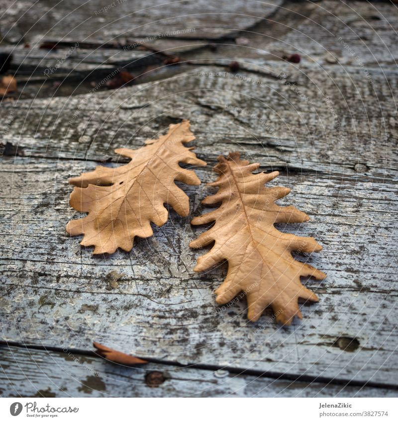 Herbstblätter auf Holzbrettchen natürlich Saison Blatt Hintergrund Muster Natur Textur Farbe Holzplatte fallen hölzern Ahorn alt abstrakt golden Oktober hell