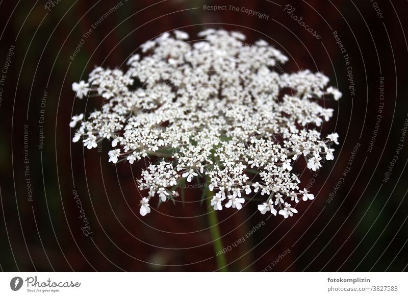 weiße Blüte vor dunklem Hintergrund Blume Pflanze Blühend Detailaufnahme Nahaufnahme Schwache Tiefenschärfe Nutzpflanze Vegetation Feldflora Wiesenblumen