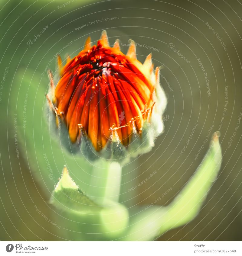 Ringelblume in Oktobersonne Calendula Herbstblume Blütenknospe Heilpflanze Blume Gartenblume Blütezeit Jungpflanze blühen erblühen Bauerngartenpflanze