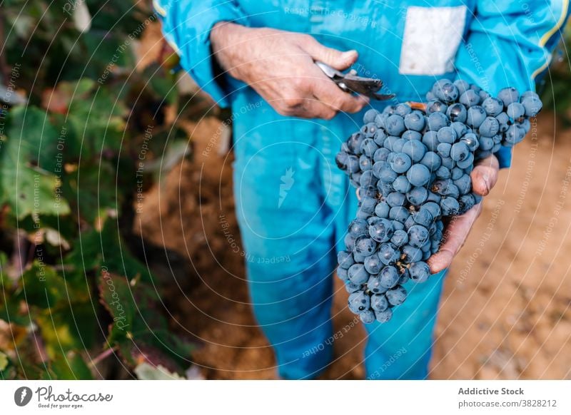 Gärtner beim Sammeln reifer Trauben auf dem Lande pflücken Haufen Ernte Gartenbau frisch Frucht Weinberg Mann Winzer Beschneidung Schere kultivieren Landschaft