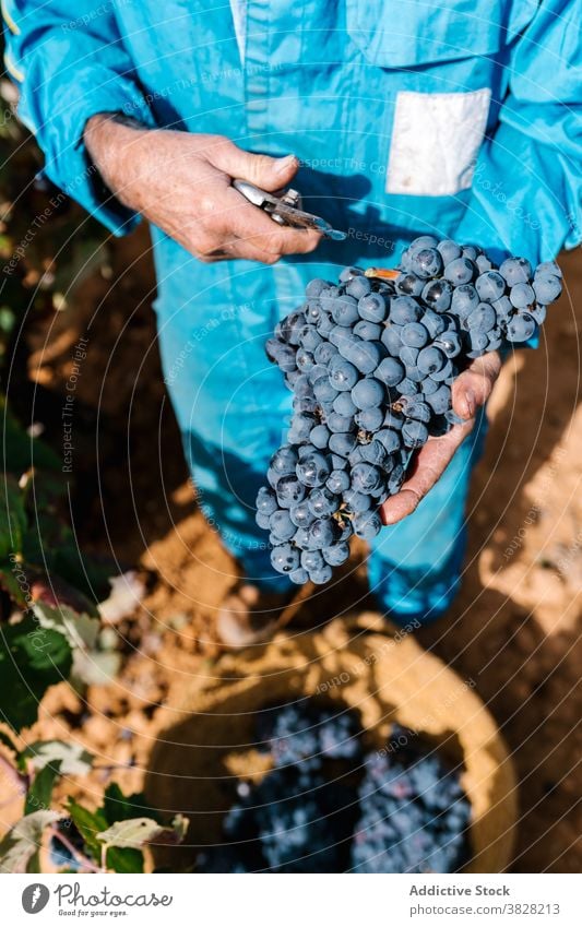 Gärtner beim Sammeln reifer Trauben auf dem Lande pflücken Haufen Ernte Gartenbau frisch Frucht Weinberg Mann Winzer Beschneidung Schere kultivieren Landschaft