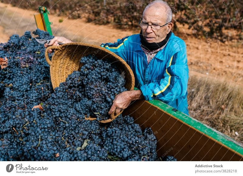 Winzer männlich sammeln süße Trauben im Weinberg abholen Ernte Überfluss kultivieren Korb Landschaft Mann Gartenbau Frucht besetzen Haufen Blauer Himmel wolkig