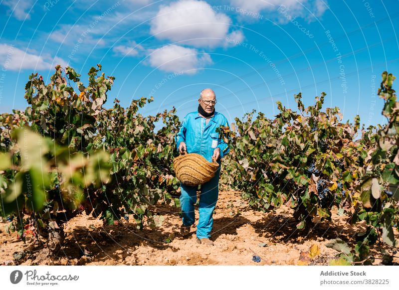 Winzer mit Korb mit Trauben im Weinberg unter Himmel Gartenbau kultivieren Frucht Ernte Blauer Himmel Mann wolkig Spaziergang reif lecker geschmackvoll frisch