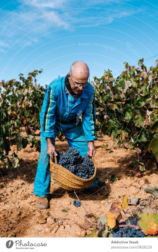 Winzer mit Korb mit Trauben im Weinberg unter Himmel Gartenbau kultivieren Frucht Ernte Blauer Himmel Mann wolkig Spaziergang reif lecker geschmackvoll frisch