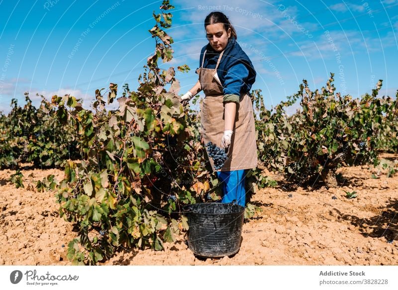 Weibliche Winzerin pflückt reife Trauben vom Weinstock unter Himmel abholen Eimer kultivieren wachsen Ernte Frau Blauer Himmel Weinberg Gärtner pflücken