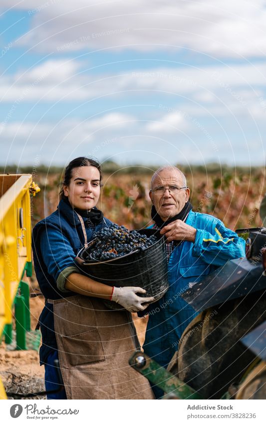 Winzer und Tochter mit Eimer mit Trauben auf dem Lande Ernte Gartenbau kultivieren Vater Landschaft Himmel wolkig Zusammensein Anhänger Sommer Uniform Haufen