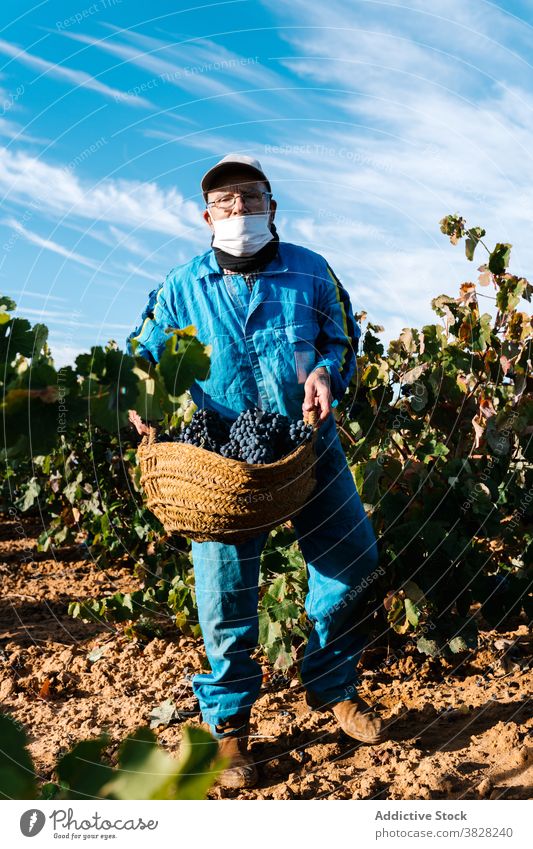 Anonymer Winzer mit Korb mit Trauben im Weinberg unter Himmel Gartenbau kultivieren Frucht Ernte Mundschutz Blauer Himmel Mann wolkig Spaziergang reif lecker