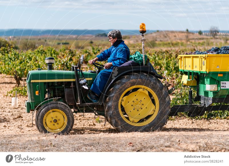 Winzer fährt Gartentraktor in den Weinbergen im Sommer Laufwerk Traktor Gartenbau kultivieren Fahrzeug Bauernhof Blauer Himmel Mann Brille Gärtner Ernte