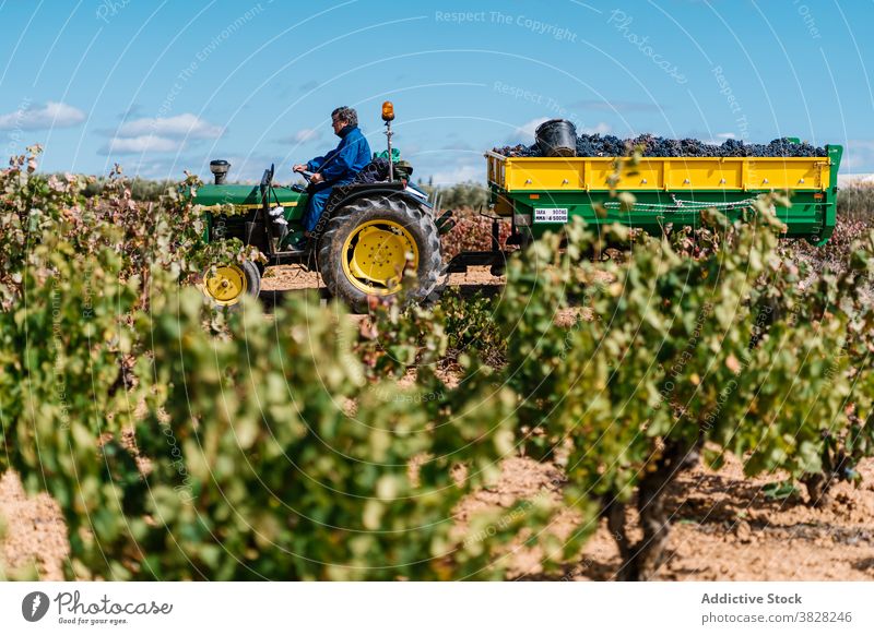 Winzer fährt Gartentraktor in den Weinbergen im Sommer Laufwerk Traktor Gartenbau kultivieren Fahrzeug Bauernhof Blauer Himmel Mann Brille Gärtner Ernte