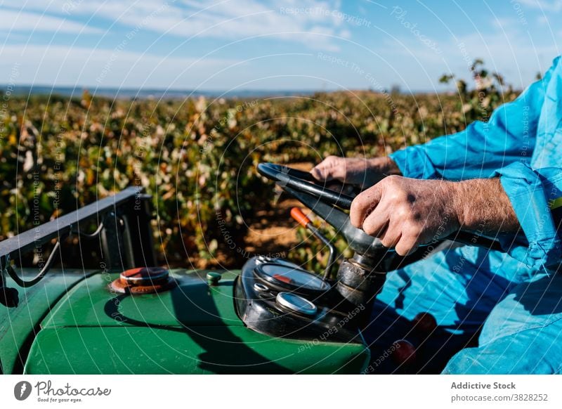 Winzer fährt Gartentraktor in den Weinbergen im Sommer Laufwerk Traktor Gartenbau kultivieren Fahrzeug Bauernhof Blauer Himmel Mann Gärtner Ernte Landschaft