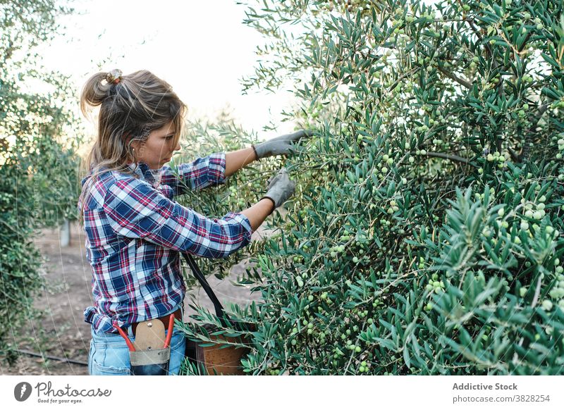 Frau erntet Oliven auf dem Bauernhof Landwirt oliv Ernte pflücken abholen Schonung Ackerbau Baum ländlich Pflanze Erwachsener Kleinunternehmen Besitzer Arbeit