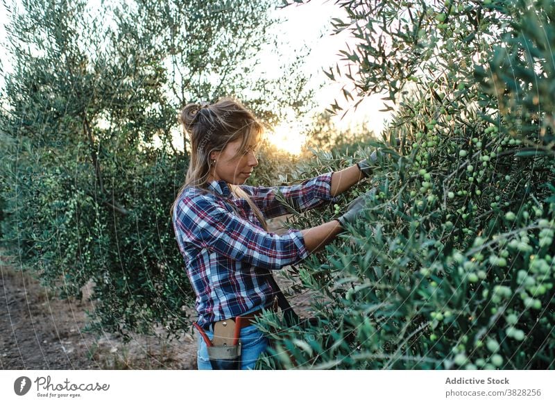 Frau erntet Oliven auf dem Bauernhof Landwirt oliv Ernte pflücken abholen Schonung Ackerbau Baum ländlich Pflanze Erwachsener Kleinunternehmen Besitzer Arbeit