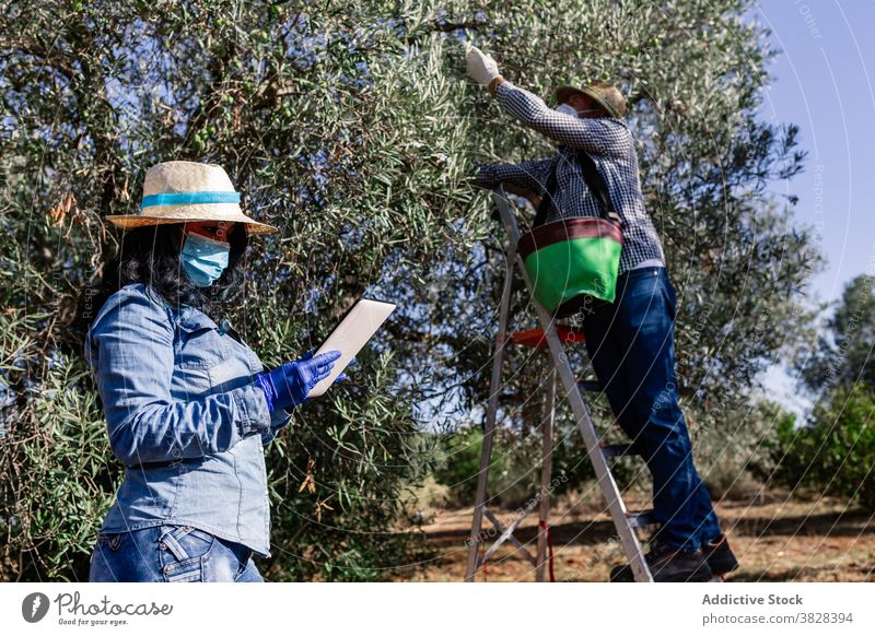 Landwirte bei der Arbeit in der Plantage während der Erntezeit Frau Mann Bauernhof Frucht Ackerbau benutzend Tablette Garten Gartenbau behüten Coronavirus COVID