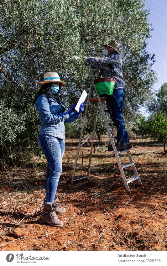 Landwirte bei der Arbeit in der Plantage während der Erntezeit Frau Mann Bauernhof Frucht Ackerbau benutzend Tablette Garten Gartenbau behüten Coronavirus COVID