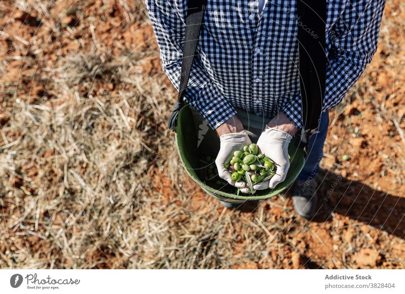 Landwirt mit reifen grünen Oliven im Beutel Handvoll Frucht oliv Agronomie Ernte Bauernhof Vitamin Garten Natur abholen kultivieren Saison Schonung organisch