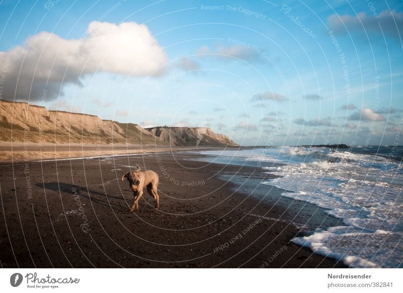 Seitenwind Abenteuer Freiheit Sommer Sommerurlaub Strand Wellen Natur Landschaft Himmel Wolken Schönes Wetter Wind Nordsee Meer Wege & Pfade Tier Hund Jagd