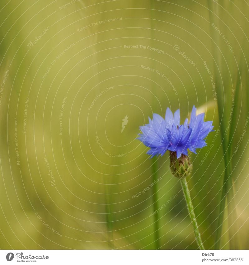 Blaue Blume Getreide Pflanze Gras Blatt Blüte Kornblume Stengel Halm Feld Kulturlandschaft Kornfeld Getreidefeld Feldrand Blühend Wachstum ästhetisch