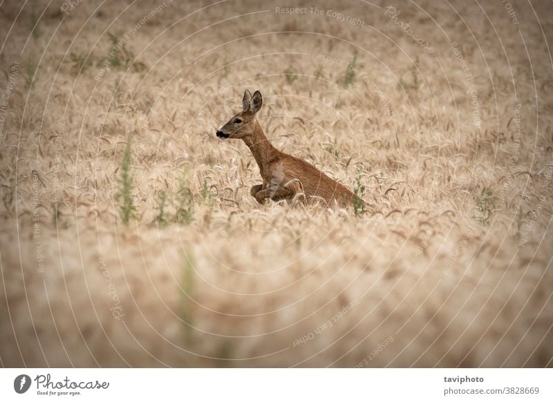 Rehwild, das im Weizenfeld springt Tarnung schön Fauna Lebensraum Hirsche Rogen Ackerbau Kapreolus Säugetier Wildnis Tierwelt Hirschkuh Spiel rennen springen