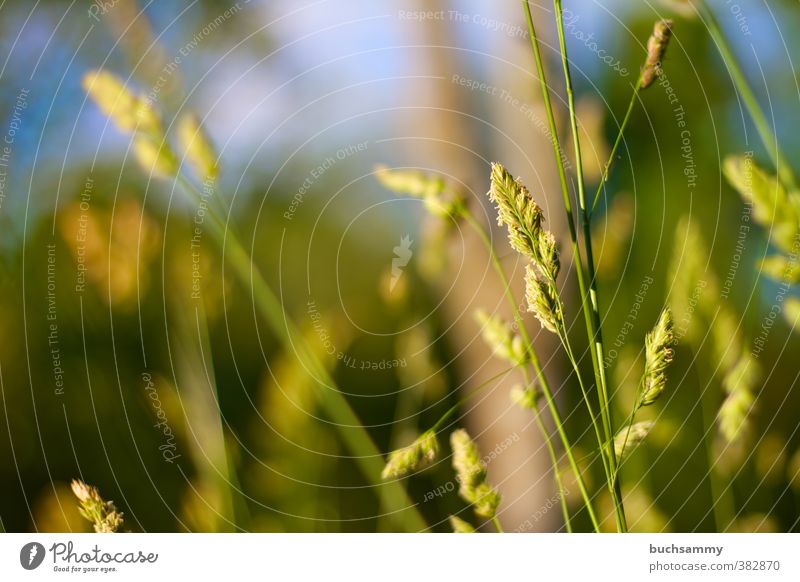 Sommerwiese Natur Pflanze Tier Schönes Wetter Wärme Gras Grünpflanze Wildpflanze Park Wiese Feld frisch nachhaltig saftig blau gelb grün Botanik Halm Himmel