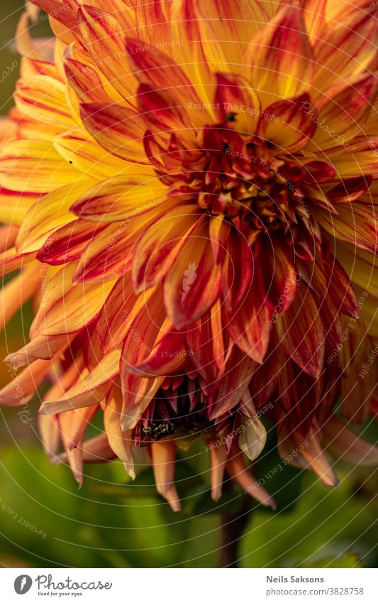 Nahaufnahme einer schönen orangefarbenen blühenden Dahlie mit darauf sitzender Fliege Herbst Hintergrund Schönheit schwarz Blütezeit Überstrahlung Bokeh Botanik