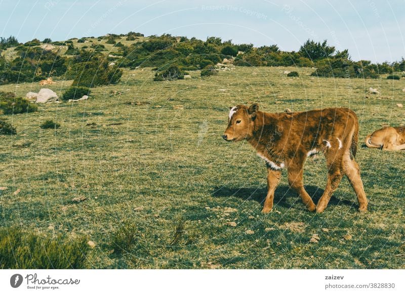 Porträt eines braunpelzigen Kalbes auf einer Wiese Wade Baby jung niedlich schön lieblich Tier Wirbeltier Säugetier Laktation Natur bovin Viehzucht Tierhaltung