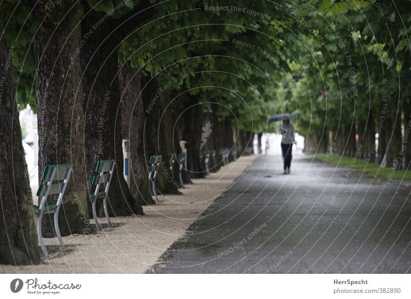 Regenallee Mensch feminin Junge Frau Jugendliche 1 18-30 Jahre Erwachsene schlechtes Wetter Pflanze Baum Seeufer Luzern bevölkert Park ästhetisch dunkel nass