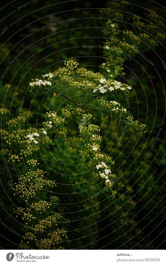 Blühende Brautspiere Strauch blühend grün weiß Frühling Flora Pflanze weiß blühend Blüten Busch Spiere zart