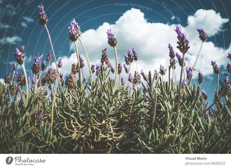 Violette Blüten eines blühenden Lavendelstrauchs Natur Blumen Flora im Freien Strauch blumig Botanik Blätter Garten Pflanze Blütezeit geblümt mehrjährig purpur