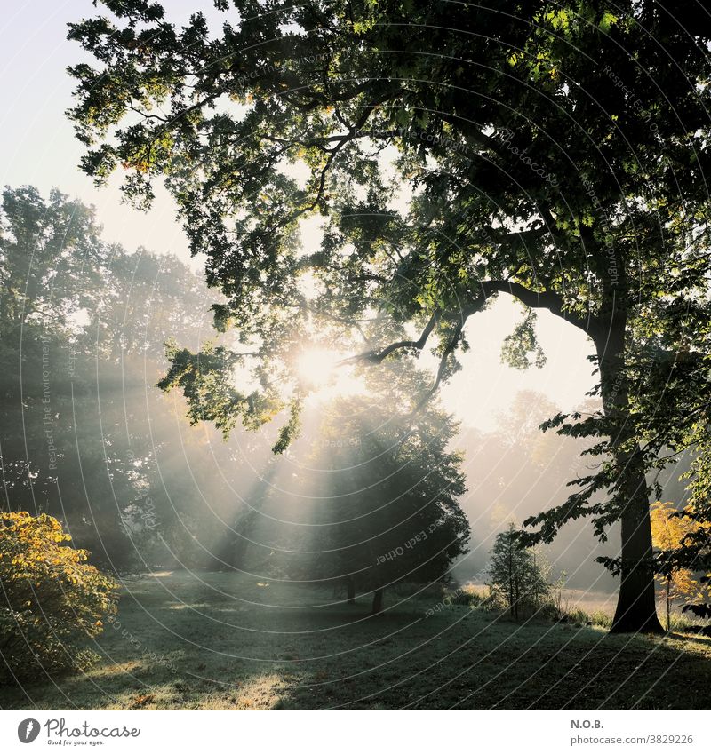 Nebel, in die Sonne, Bäume Baum Morgen Herbst Wiese Natur Licht Stimmung Außenaufnahme Farbfoto Gegenlicht Menschenleer Sonnenlicht Sonnenstrahlen Schatten