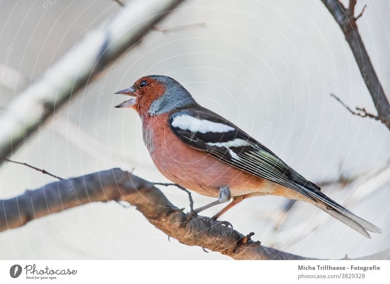 Singender Buchfink Fringilla coelebs Fink Kopf Schnabel Tiergesicht Auge Krallen Flügel Vogel Wildtier Feder Zweige u. Äste Farbfoto Außenaufnahme Nahaufnahme