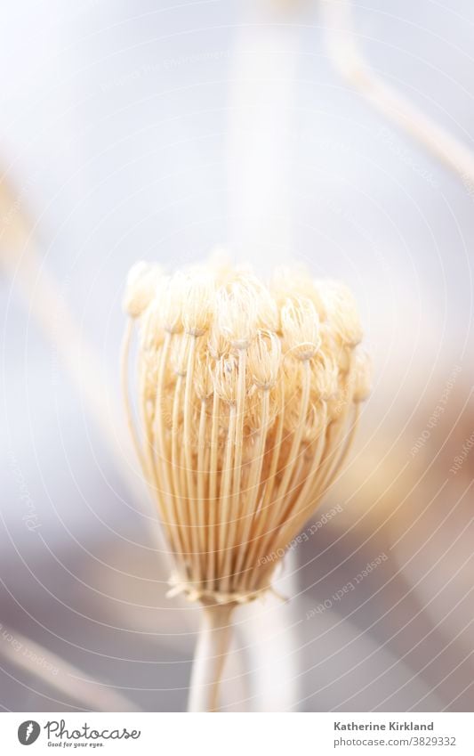 Winter-Dill-Saatkopf trocknen getrocknet Kraut Samen Blume Kopf braun weiß fallen Herbst tot Saison saisonbedingt Pflanze Kräuterbuch Garten Feld Wiese dolden