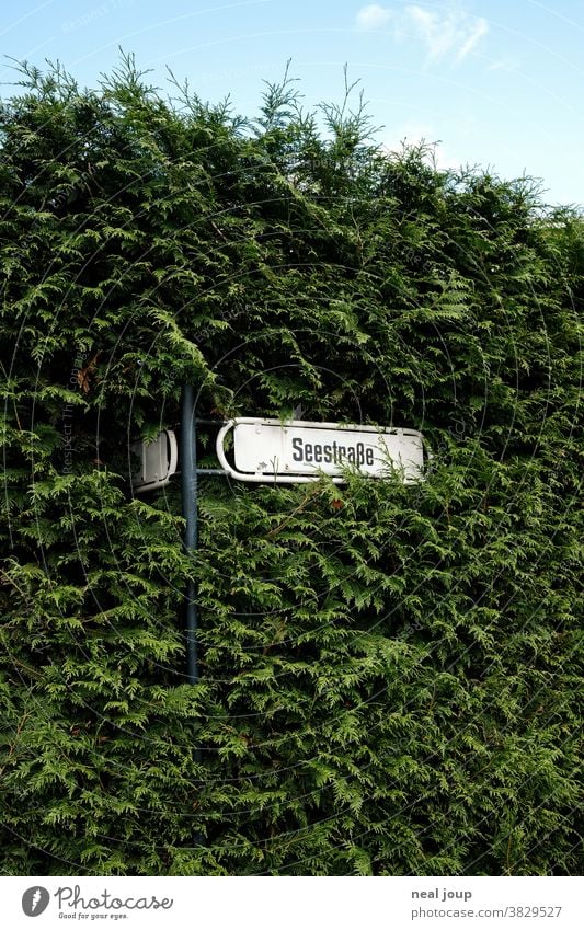 In Hecke eingewachsenes Straßenschild Schilder & Markierungen Seestraße regional Grenze Begrenzung Nähe Nachbarschaft Dorf dörflich deutsch Außenaufnahme