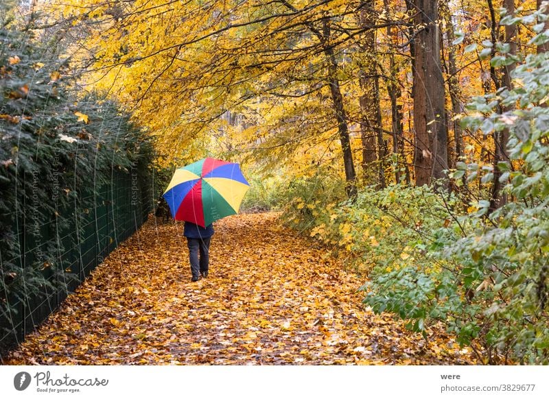 Person geht mit buntem Regenschirm im Wald unter herbstlichem Laub im Regen Herbst Erholung Spaziergang Herbstfarbe Herbstwald Herbstlaub schlechtes Wetter