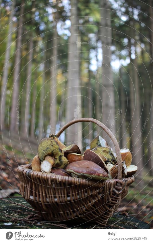 erfolgreiche Suche - Weidenkorb mit Pilzen steht auf dem Waldboden, im Hintergrund Bäume Maronenröhrling Korb Herbst Natur Farbfoto Außenaufnahme braun Umwelt