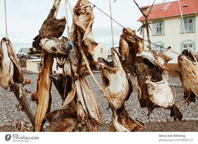 Getrocknete Fischköpfe Fischkopf getrockneter Fisch Totes Tier Tag Ernährung Lebensmittel Tod Detailaufnahme Farbfoto Fischmarkt Leine Häuser Haus Island Angeln