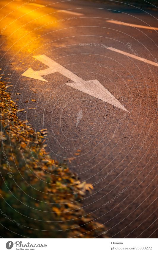 Richtungspfeil auf Asphalt Straße Markierung fahrbahnmarkierung wegweiser Pfeil abbiegen geradeaus Laub Straßenrand Abendlicht zeichen rechts orientierung