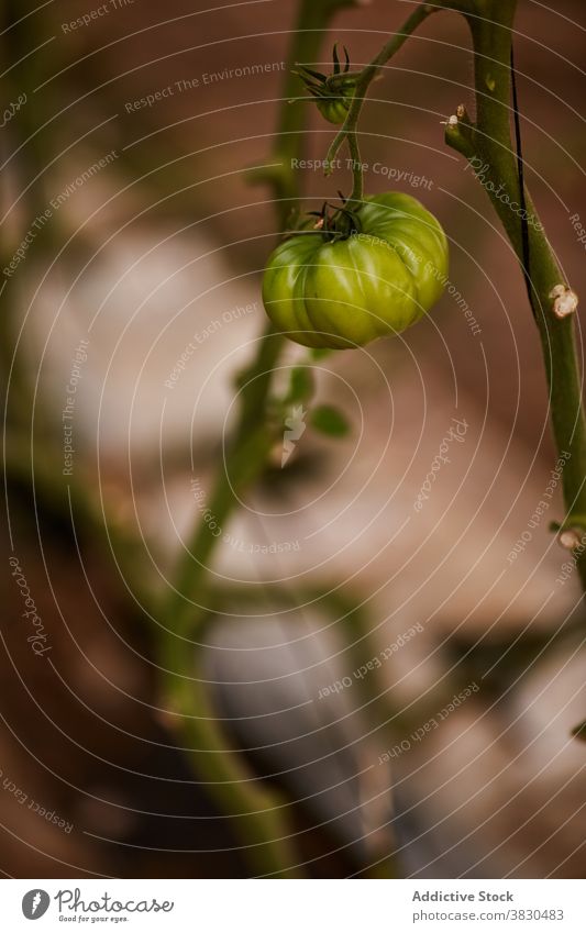 Grüne Tomaten wachsen auf dem Bauernhof Gewächshaus unreif Wachstum Gemüse grün lecker Landschaft Ackerbau organisch Pflanze Lebensmittel Schonung ländlich